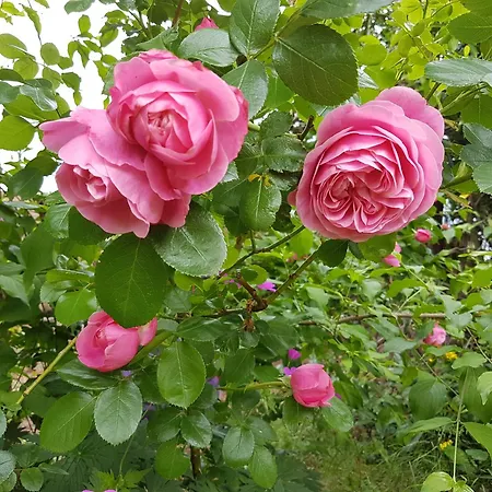 Hoennetal דירה *