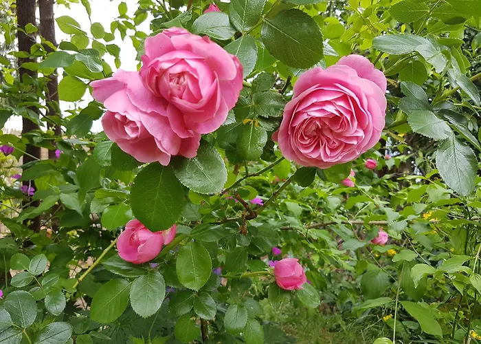 Hoennetal Apartmán *